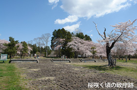 桜が咲く頃の政庁跡写真