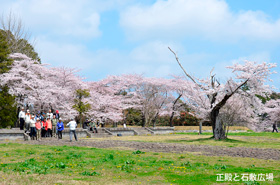 サクラが咲く正殿と石敷広場の写真