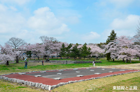 サクラを背景に東脇殿と正殿を臨んだ写真