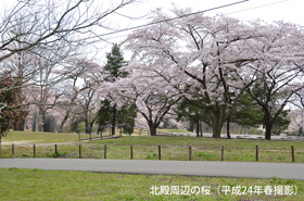 北殿周辺の桜（平成24年春撮影）